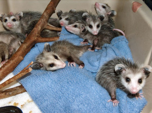 opossum recognizable opossums