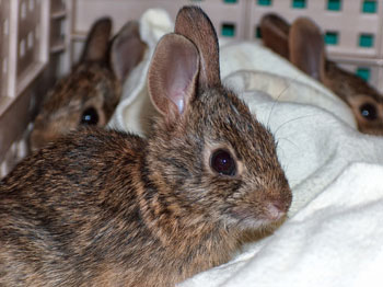 Baby wild rabbit store food