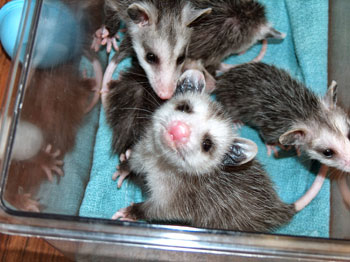 opossums baby help