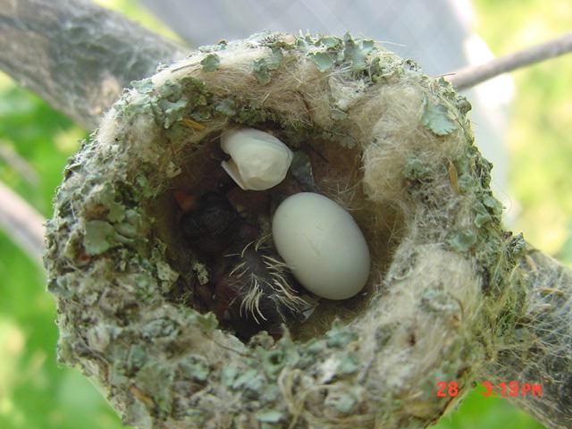 What Do Baby Hummingbirds Look Like Walden S Puddle