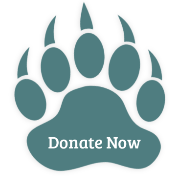 Wild paw